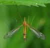 Tipula lunata